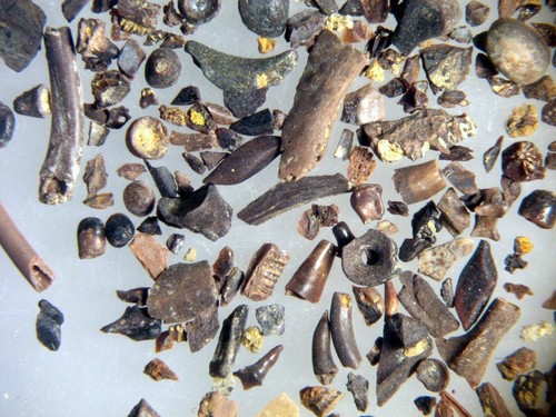Cretaceous hell creek croc - creek,