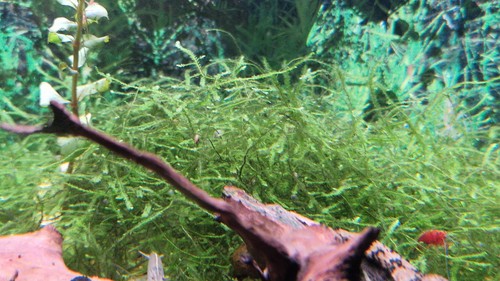 Java moss 10g for - for, tank