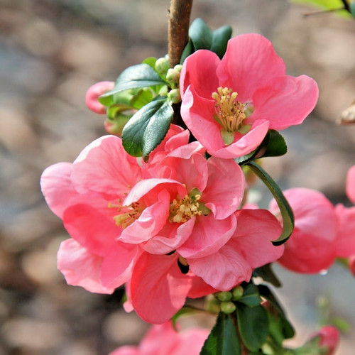 Chaenomeles superba pink - x,