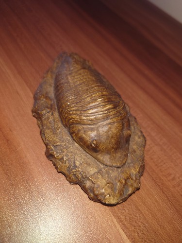 Vintage trilobite fossil - vintage,