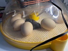 Brinsea Maxi II Advance Egg