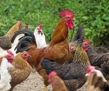 12 x FERTILE CHICKEN