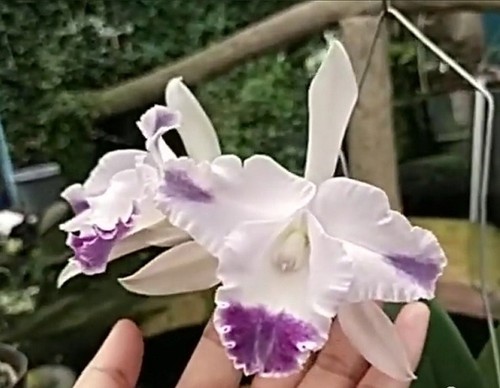 Rare cattleya angela - rare,