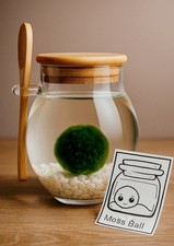 Moss Ball Terrarium in Glass Jar Live Plant Gift with Stones Present Home Office