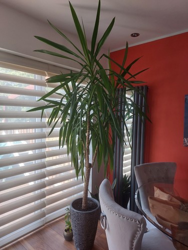 Large live yucca - large, plant