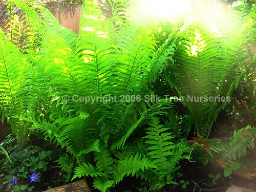 Ostrich shuttlecock fern - ostrich,