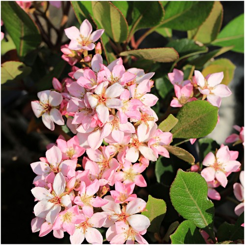 Jasminum jasmine stephanense - jasminum,