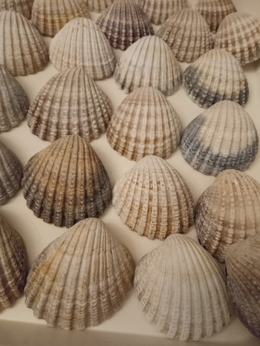 Prickly cockle shells - xl,