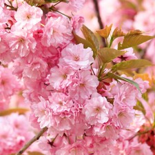 Flowering Cherry Tree Prunus