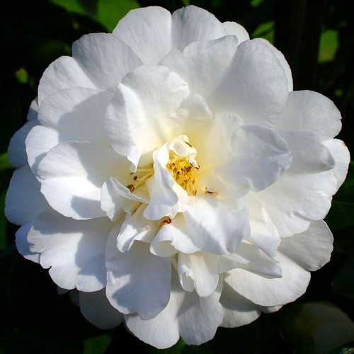 Camellia japonica onetia - japonica, 'onetia