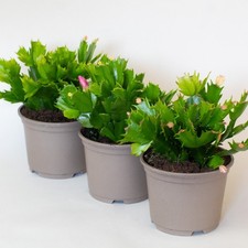 3 x Christmas Cactus Supplied in 9cm pots (Mixed Colours)