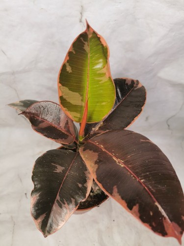 Ficus elastica belize rubber - elastica,