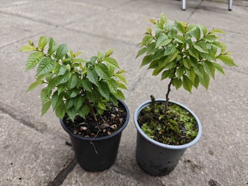 Ulmus hollandica jacqueline - hollandica, 'jacqueline
