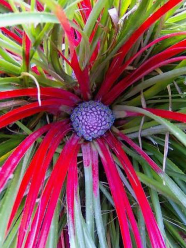 Fascicularia bicolor - 1, 2l