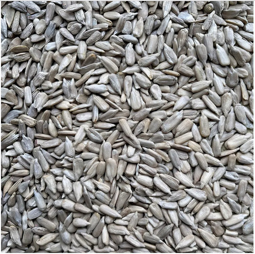 Leagrams jumbo sunflower - leagrams,