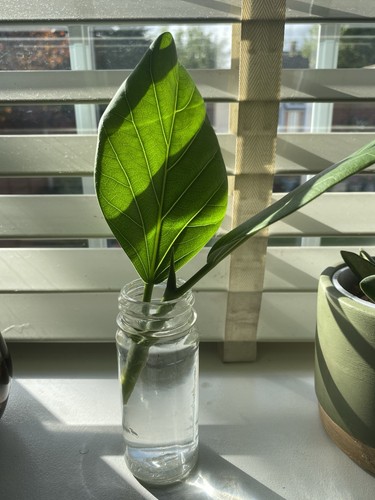 Ficus audrey cutting rooting - audrey,