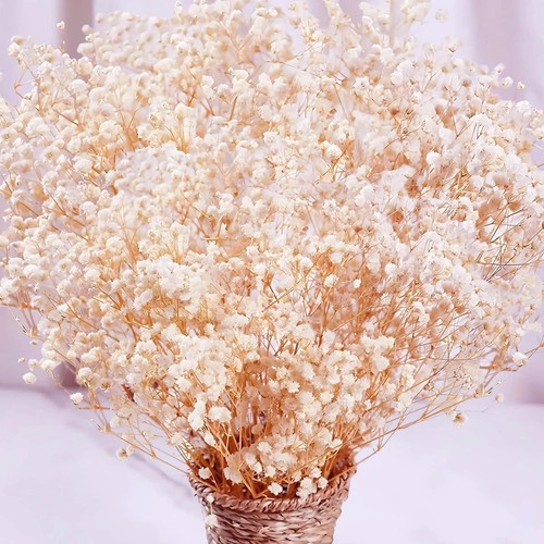 Dried flowers babys breath - dried,