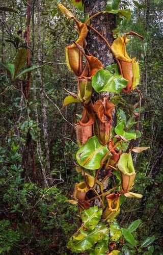Nepenthes veitchii - veitchii,