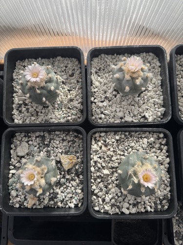 Ariocarpus astrophytum - ariocarpus,