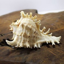 Large Murex white seashell |