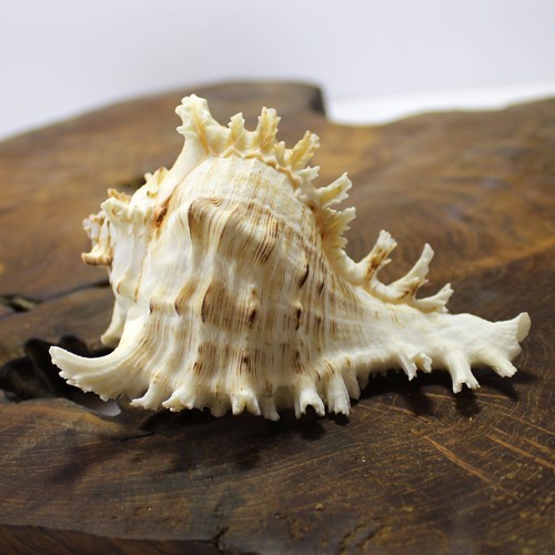 Large murex white seashell - white,