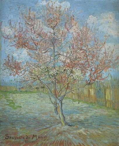 Rose peach tree - rose, in