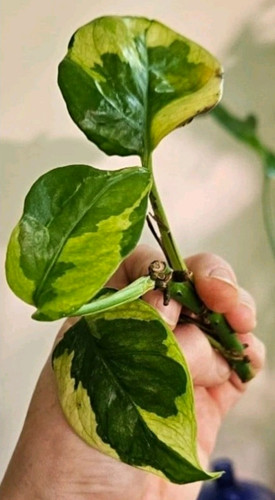 Lemon meringue plant - lemon,