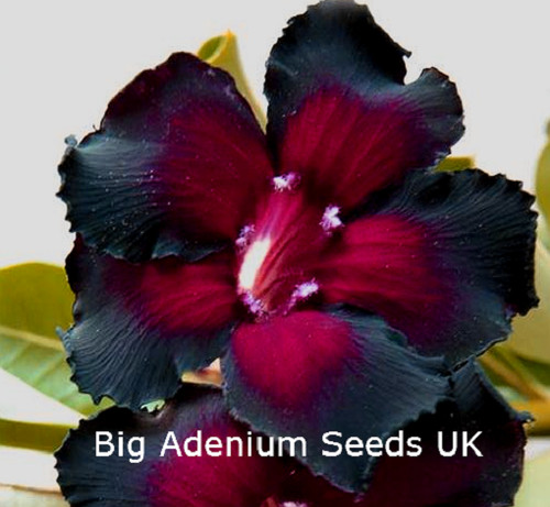100 adenium obesum double - obesum,,
