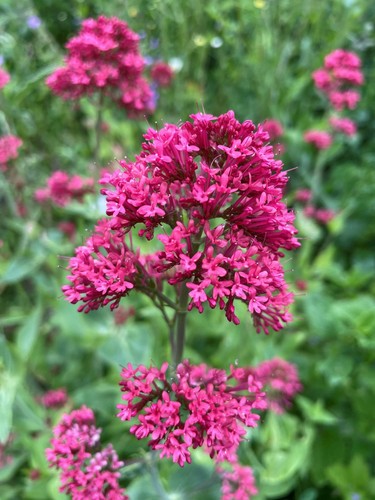 Red valerian bare roots - valerian,