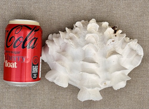 Large giant ruffled clam - ruffled, half