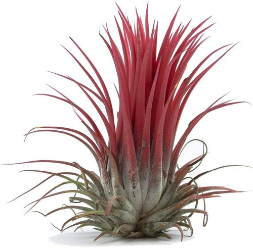 Air plant easy keep - air,