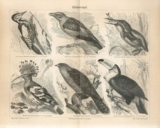 1887 HOOPOE WOODPECKER KINGFISHER TOUCAN CUCKOO EUROPEAN ROLLER Engraving Print