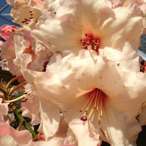 Rhododendron virginia richards - virginia,