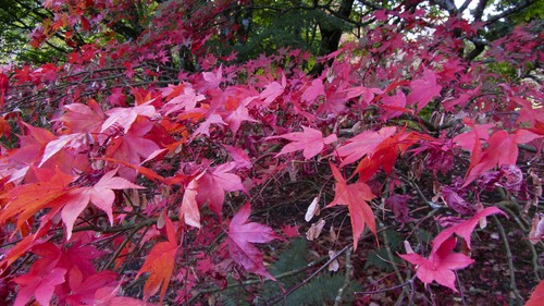 Acers varieties of - acers., 10