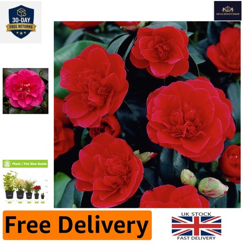 Lady campbell camellia - camellia,