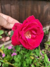 DESI GHULAAB,ROSE DAMSAK/DAMASCENA HIGH FRAGRANT FLOWER,LARGE PLANT STEM 1-2LTR
