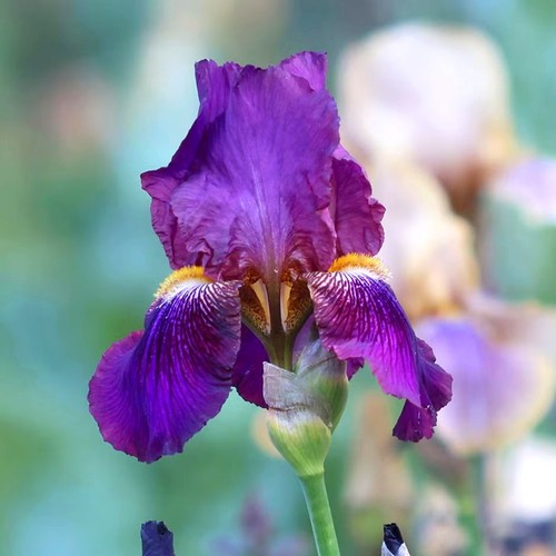 Plant blue iris - 1x,