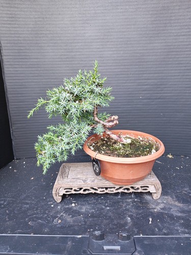 Juniper bonsai tree - bonsai,