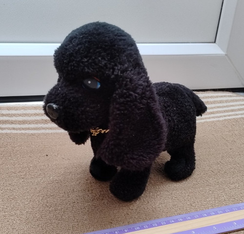 Vintage black poodle - , walking