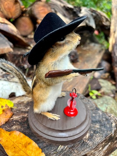 New chipmunk taxidermy - new,