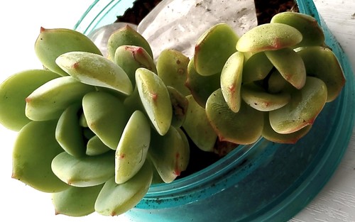 Echeveria pudgy collectors - echeveria,