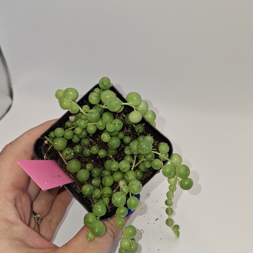 String pearls plant senecio - of,