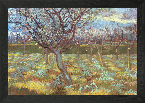 Apricot tree bloom 188 - tree, in