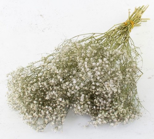 Preserved gypsophila baby - preserved,