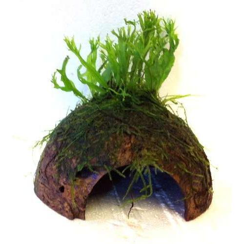 Java fern windelov - java,