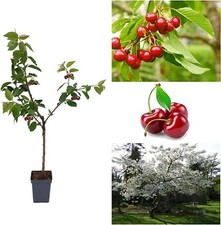 Cherry Tree - Prunus avium