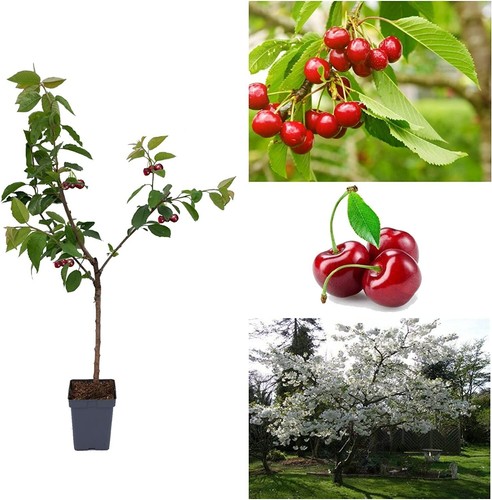 Cherry tree prunus avium - -,