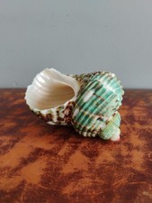 Green Turban Conch Polished