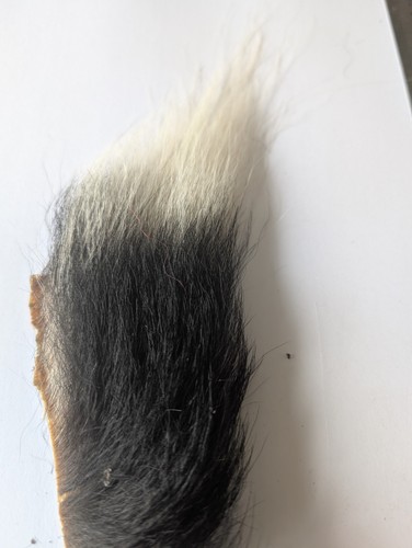 Colobus monkey fur ethically - monkey,
