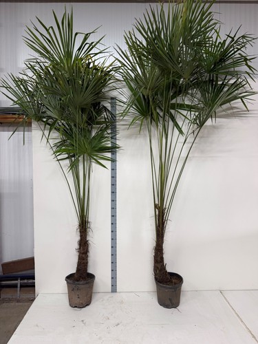 Trachycarpus fortunei fan palm - fortunei,